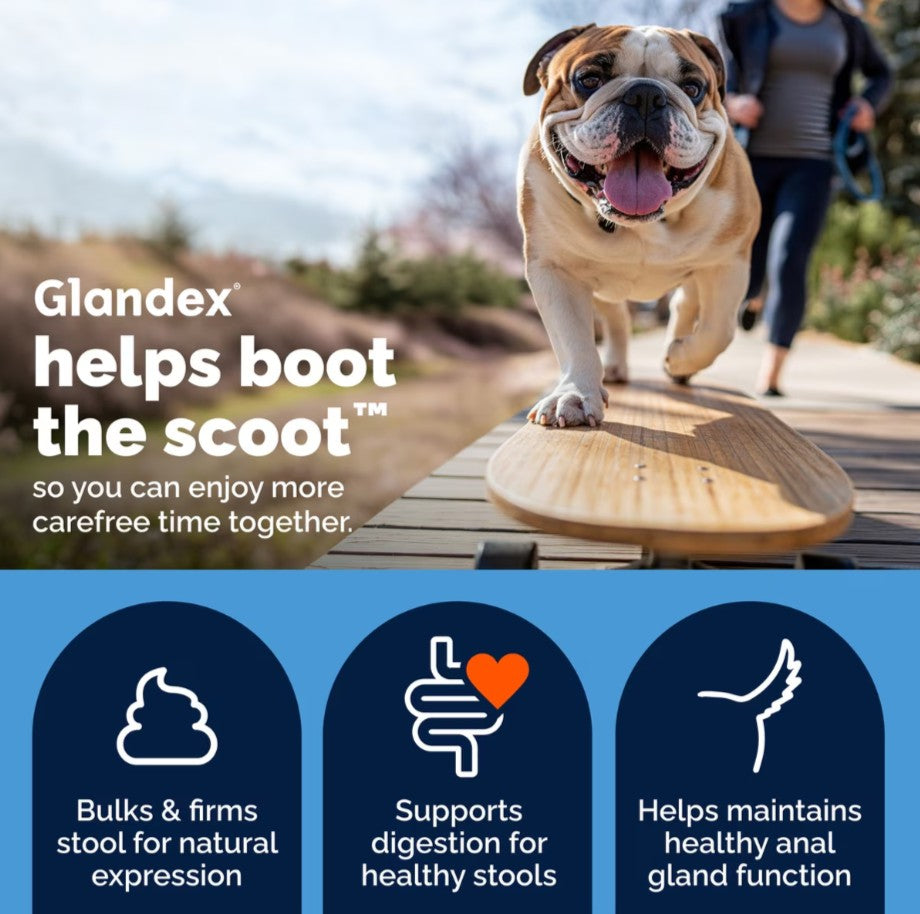 Vetnique Labs Glandex Anal Gland Support Soft Chews with Pumpkin, Digestive Enzymes, Probiotics & Fiber Boot the Scoot Bacon Flavored Supplement for Dogs