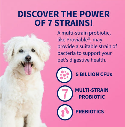 Nutramax Proviable Probiotics & Prebiotics Digestive Health Supplement for Dogs & Cats, 80 count