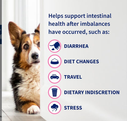 Nutramax Proviable Probiotics & Prebiotics Digestive Health Supplement for Dogs & Cats, 80 count