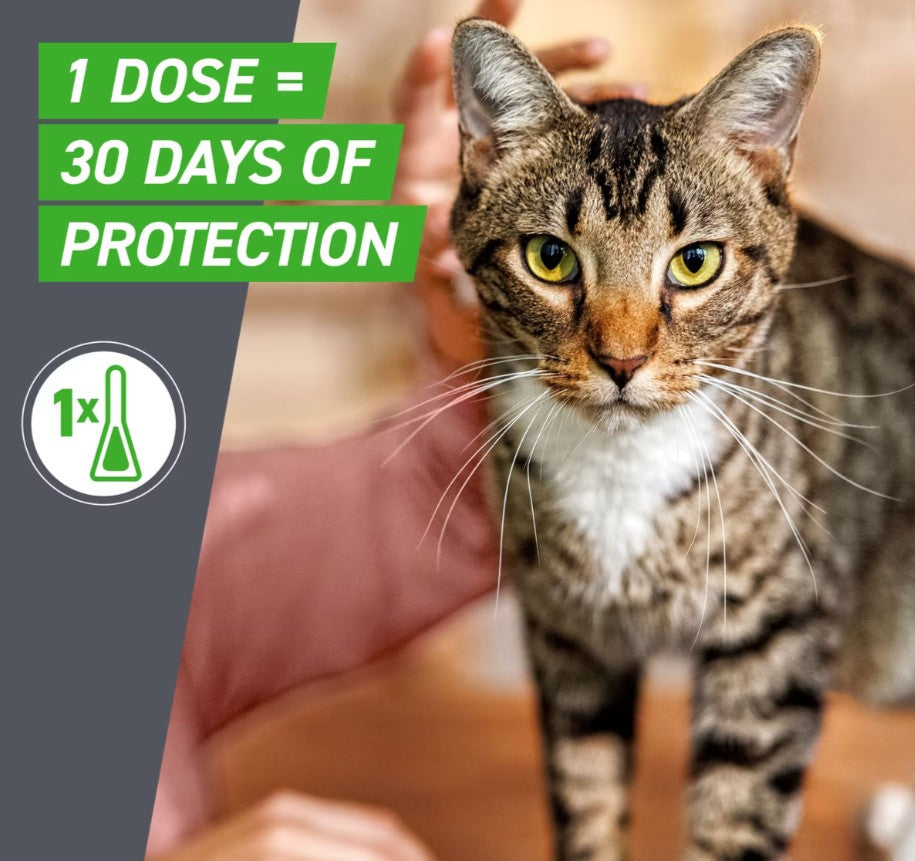 Frontline Plus Flea & Tick Spot Treatment for Cats, over 1.5 lbs, 12 Doses
